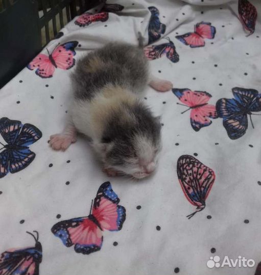 Котята лапочки в добрые руки