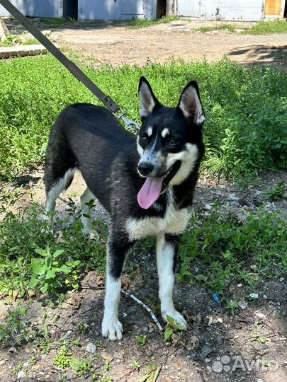 Метис хаски