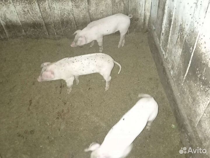 Поросята ландрас дюрок