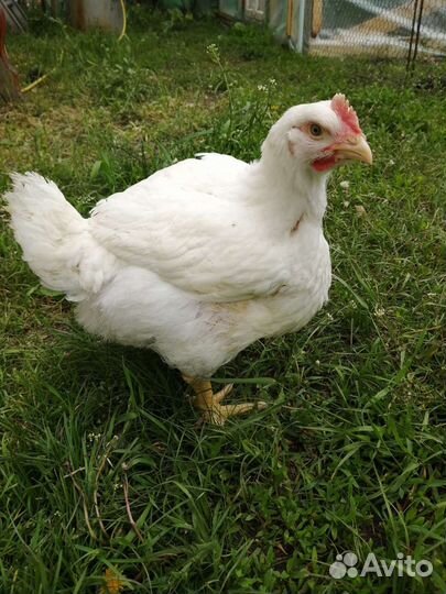 Мясо утки, кролика, бройлера, индейки