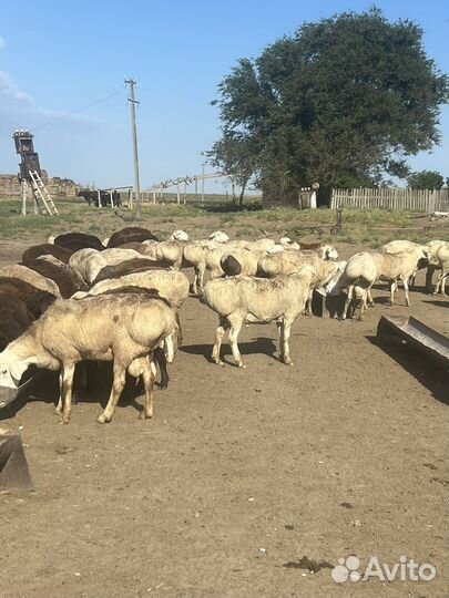 Бараны гиссарские