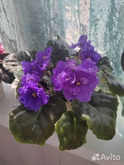Комнатные цветы фиалки