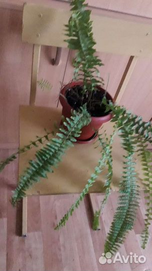 Комнатные цветы