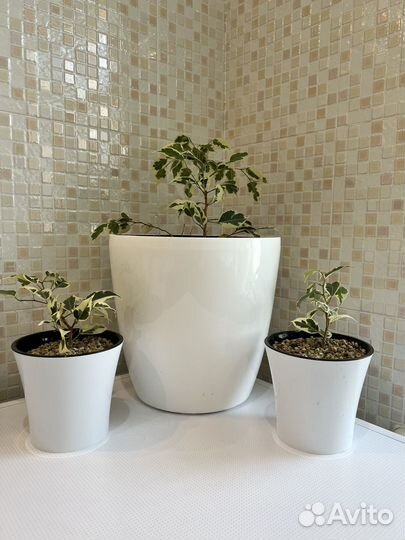 Фикус Бенджамина пестролистный