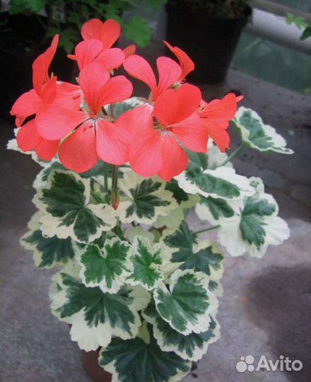 Пеларгония герань