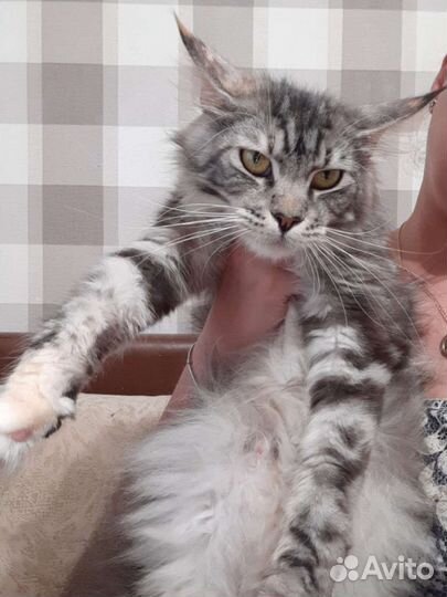 Мейн-кун пацан бсплатно