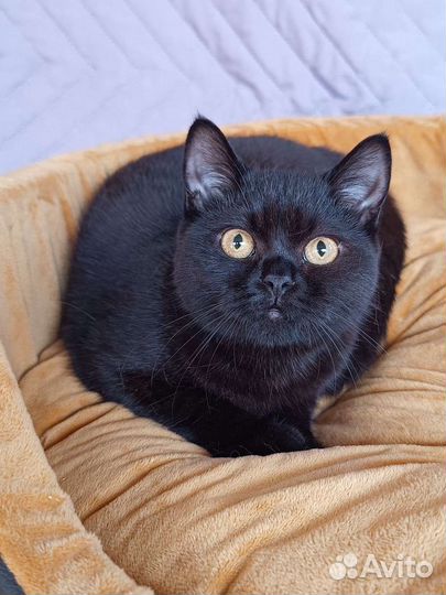 Пантера в миниатюре