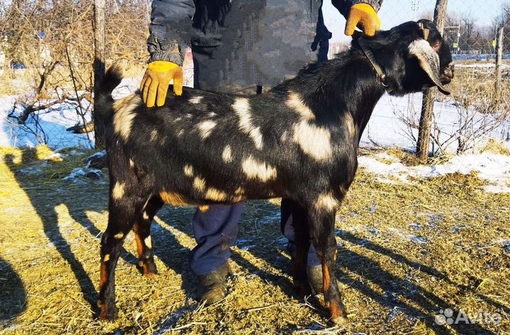 Англо нубийские козочки, козлята