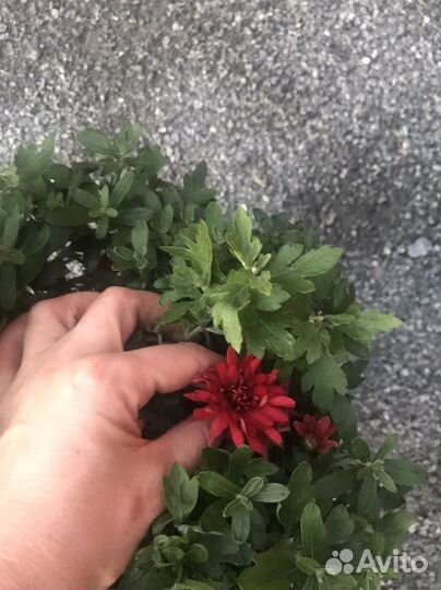 Хризантема мультифлора