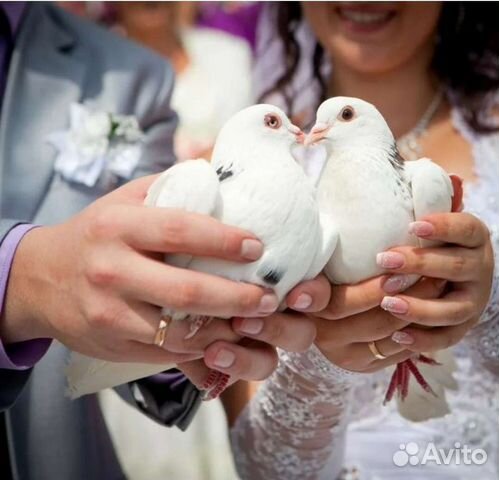 Голуби на свадьбу или праздник, прокат голубей