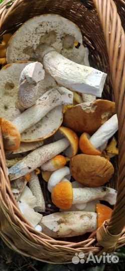 Грибы лесные. Боровики,подберезовик, подосиновик