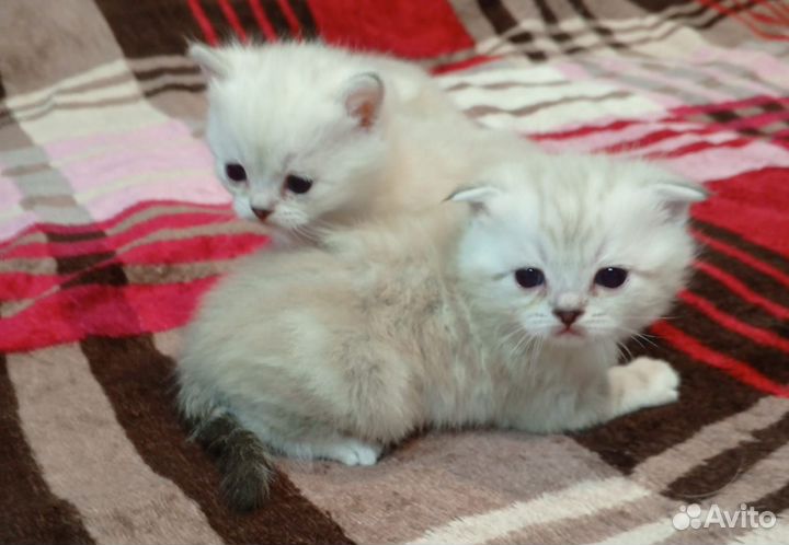 Роскошные шотландские котята