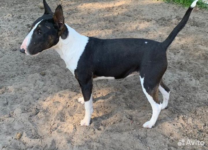 Щенки миниатюрного бультерьера