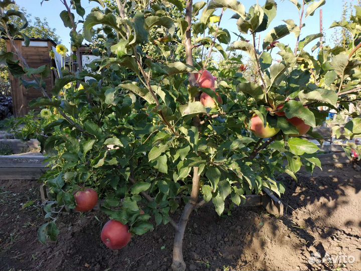 Саженцы плод. дер./Доставка/Отправ