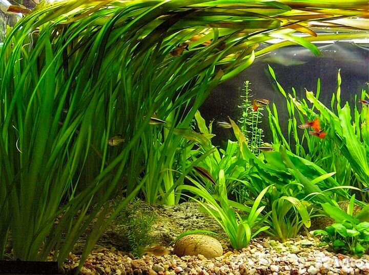 Растения для аквариума. Живые растения