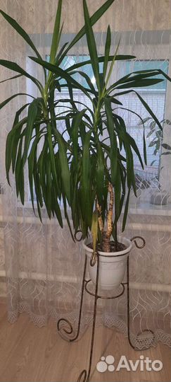 Пальма юкка