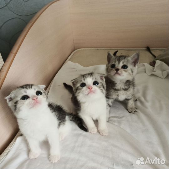 Шотландские котята