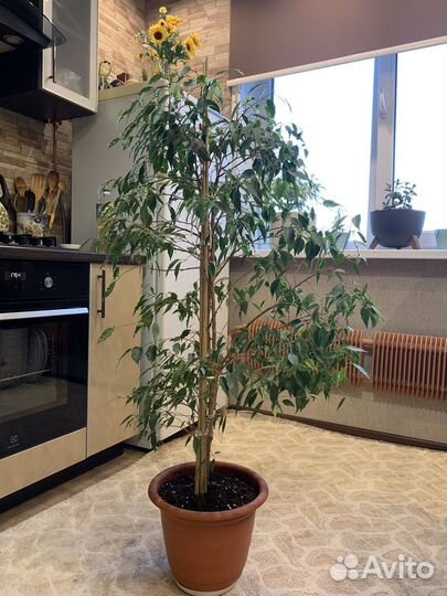 Фикус Бенджамина