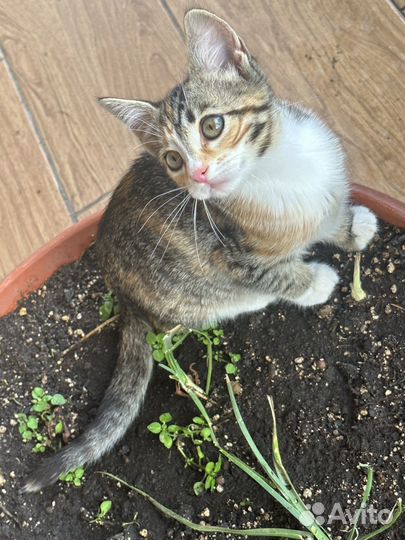 Отдаём в добрые руки прекрасную кошечку