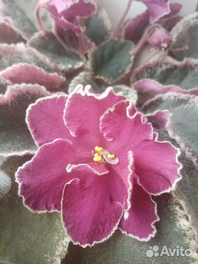 Комнатные цветы фиалки