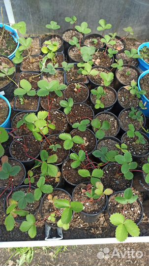 Клубника Гортензии Лилии Хосты