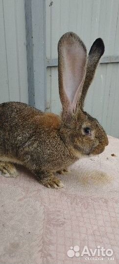 Кролики фландр-великан