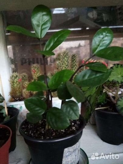 Кактусы и суккуленты