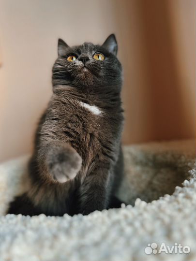 Шанни в добрые руки