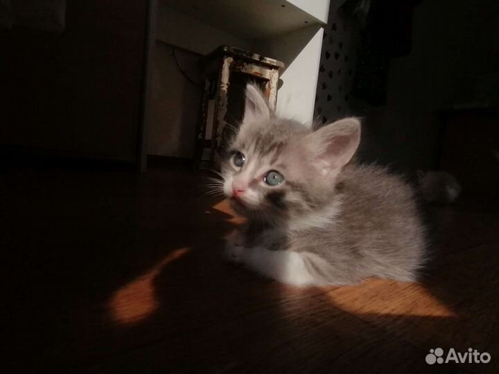 Котята в добрые руки, в лоток ходят