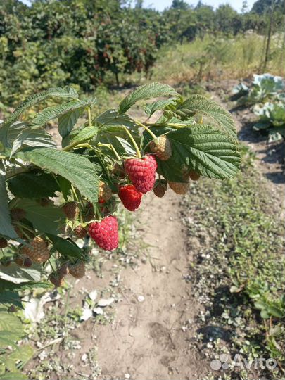 Саженцы ремонтантной малины Полька