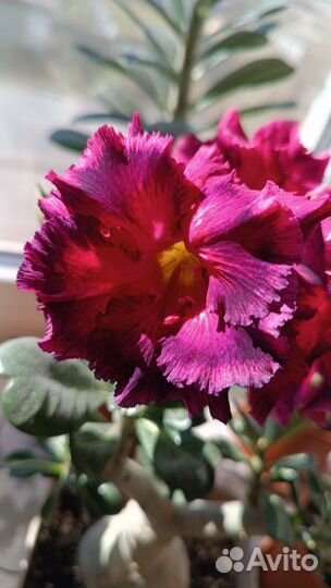 Адениум прививка