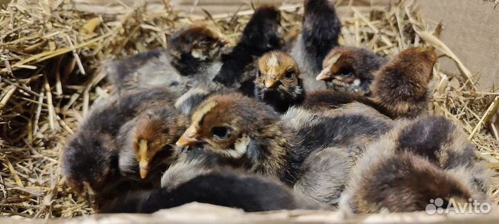 Петух. Молодые племенные чистопородные петухи Кучи