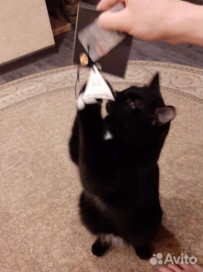 Котик в добрые руки