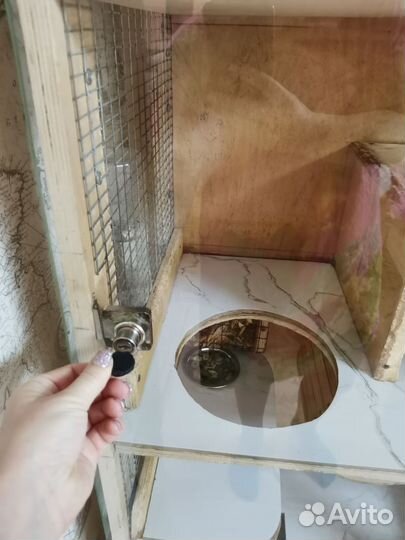 Витрина и семья шиншилл