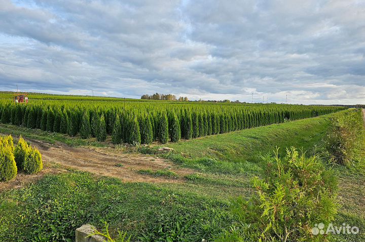 Туя Смарагд 120см для зеленой изгороди