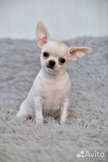 Чихуахуа мальчик
