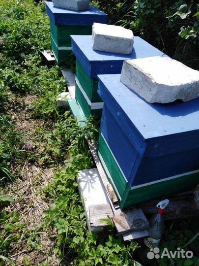 Пчёлы, матки, пакеты