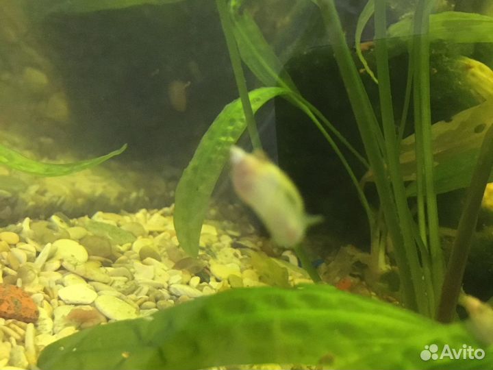 Улитки покемоны