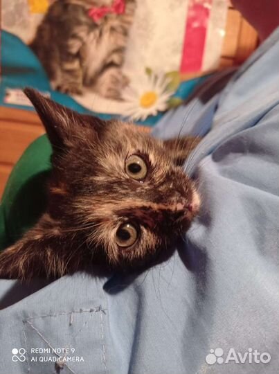 Котенок Милочка