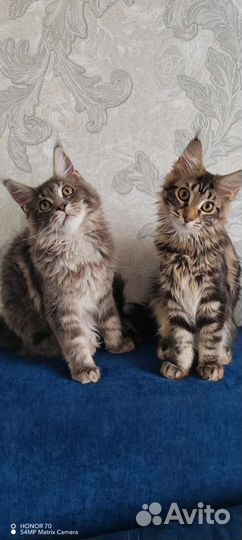 Котята мэйн кун