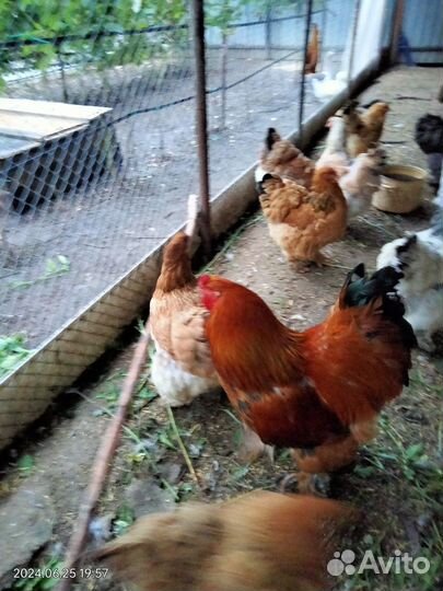 Продам петуха