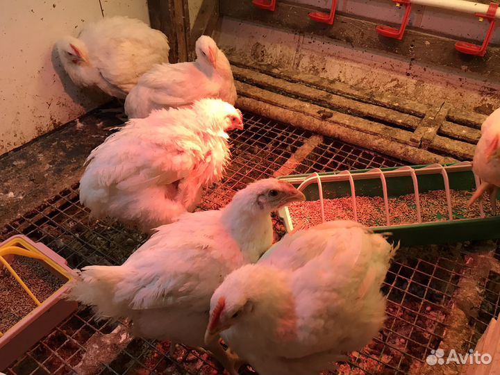 Цыплята бройлеры кобб 500 суточные и подрощенные
