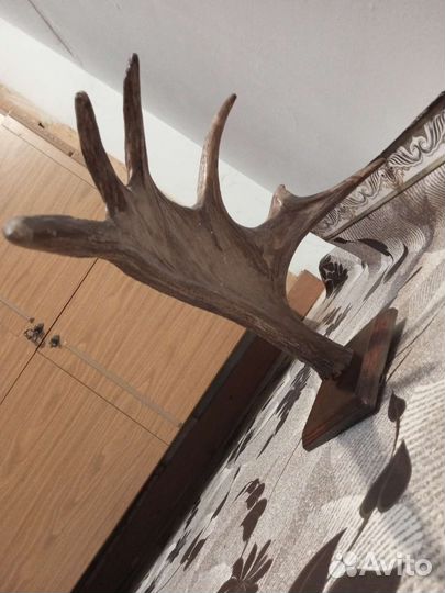 Продам рога лося