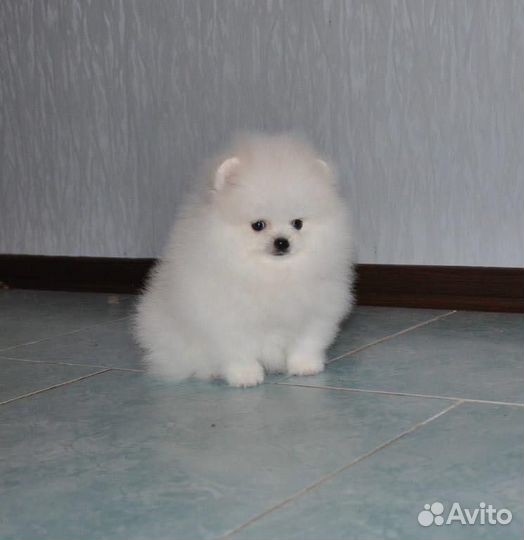 Миниатюрные помы