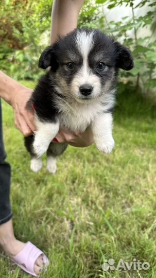 Щенки в добрые руки даром