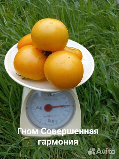 Коллекционные семена томатов