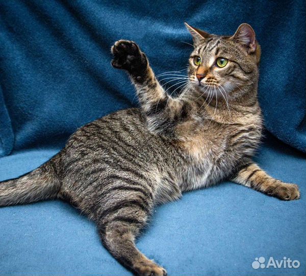 Кошечка 1 год