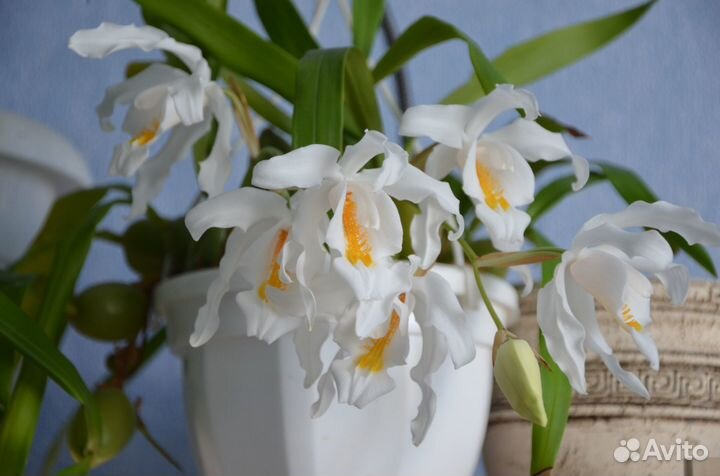 Орхидеи Каттлея Целогина