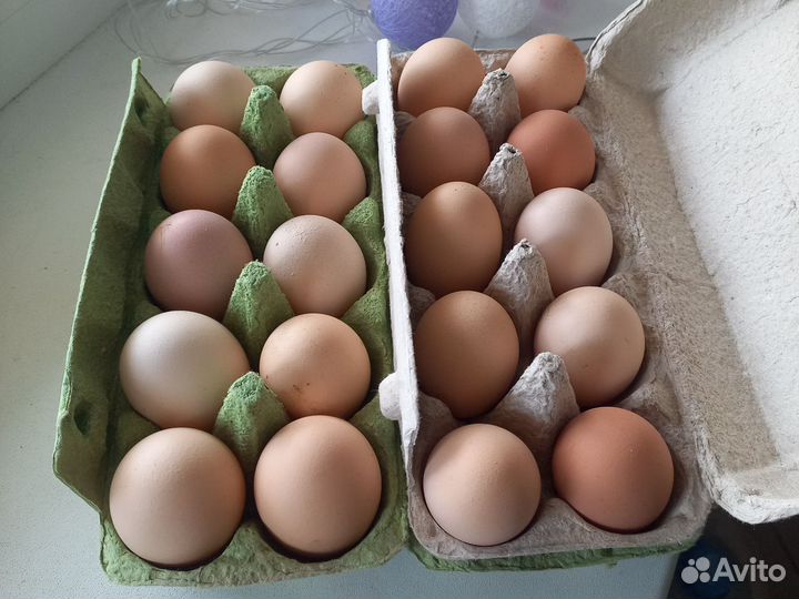 Инкубационное яйцо Амрокс и Кучинская Юбилейная