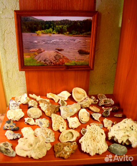 Морские ракушки, красивые камни